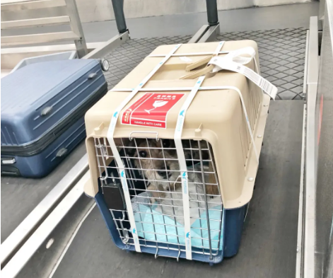 黔江宠物托运 宠物托运公司 机场宠物托运 宠物空运